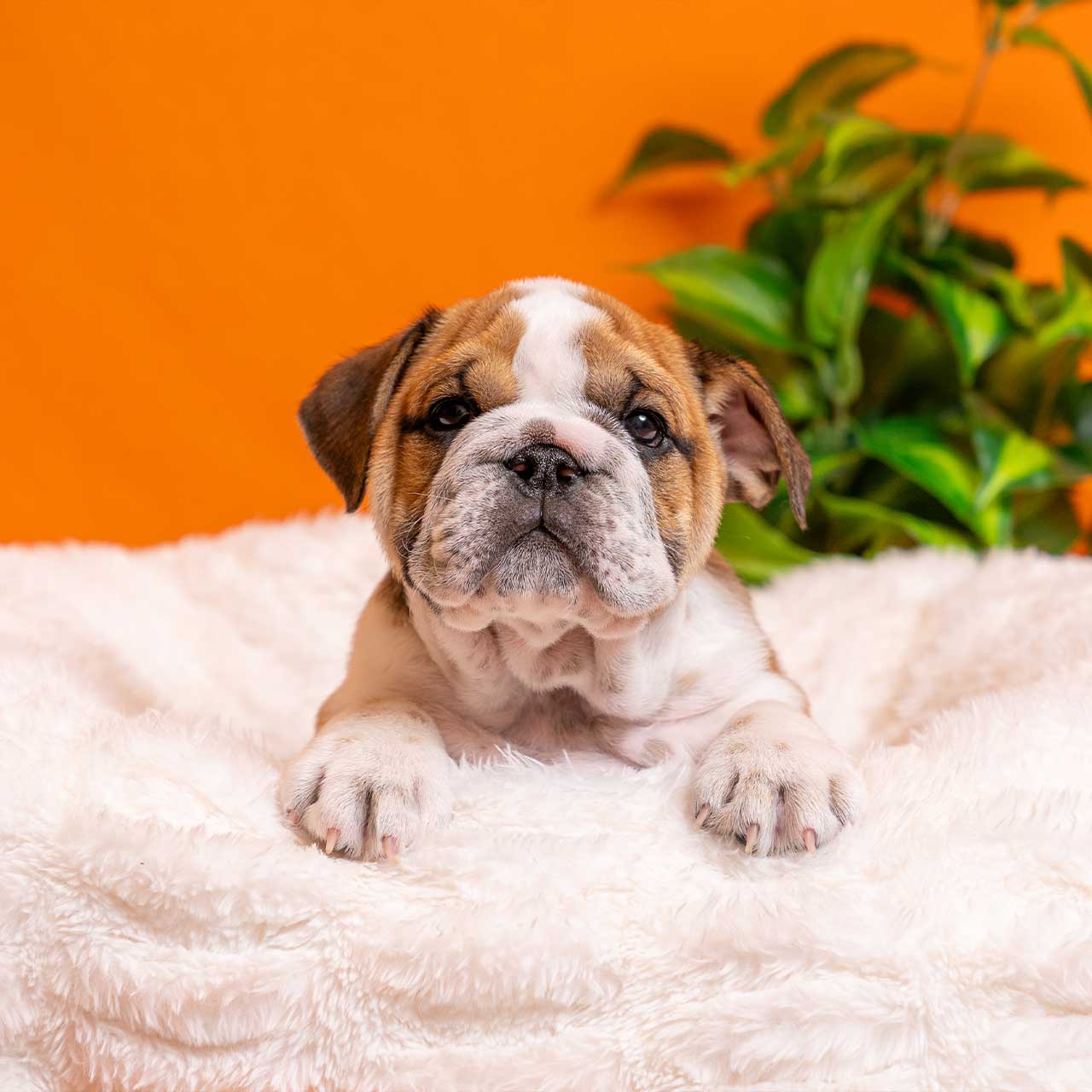 Photography for PetCenter by MediaScher