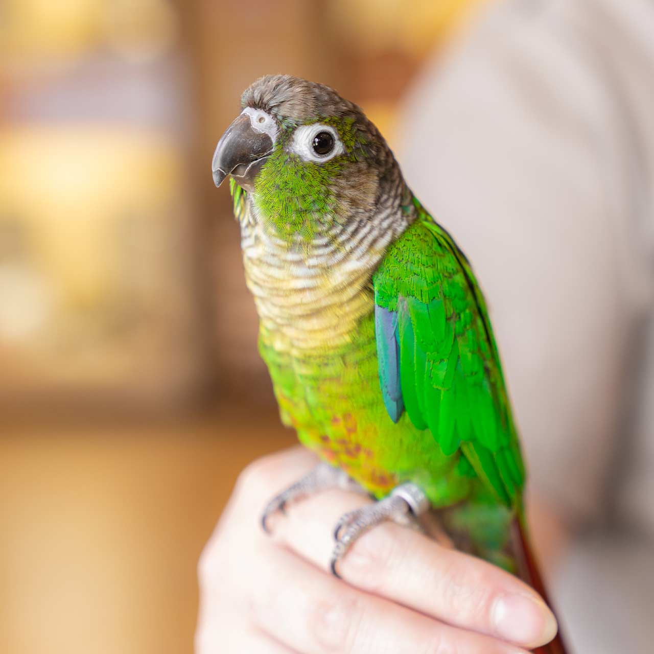 Photography for PetCenter by MediaScher
