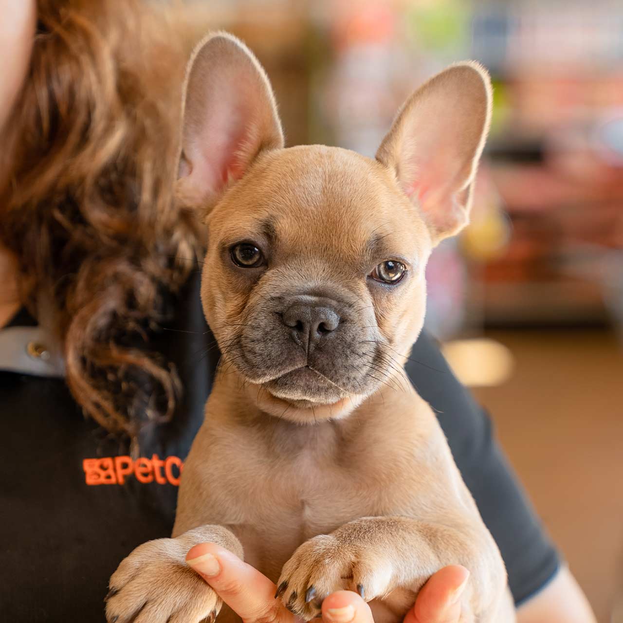 Photography for PetCenter by MediaScher